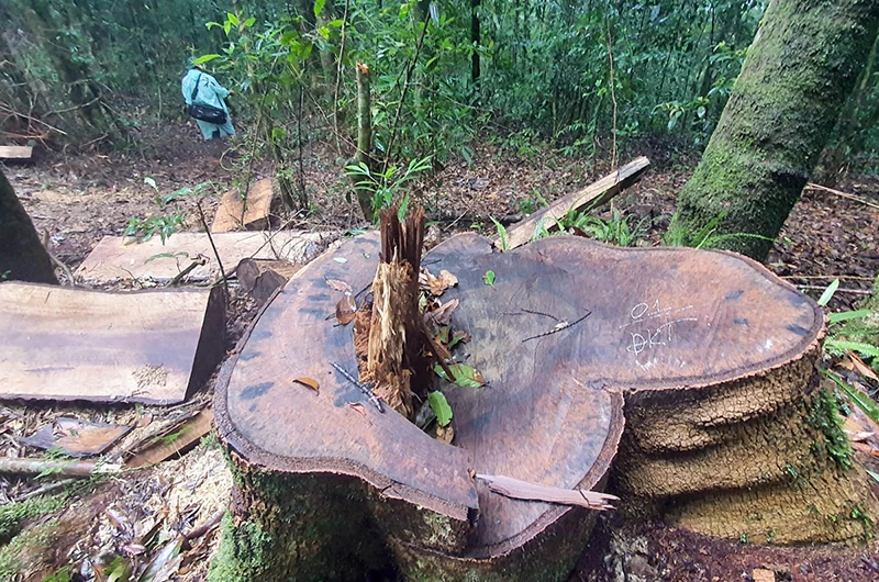 Hiện trường vụ phá rừng trái phép tại tiểu khu 224.