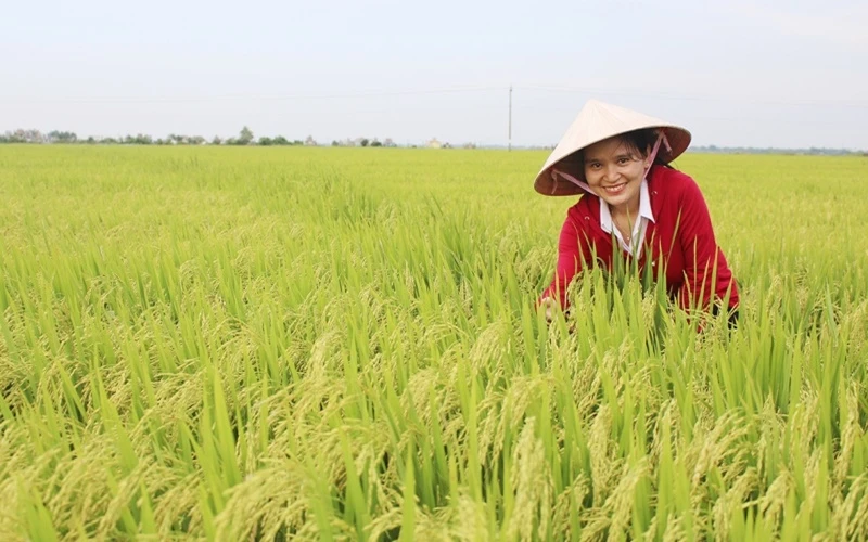 Giống lúa ĐD 2 được Trung tâm Giống cây trồng - vật nuôi Quảng Trị (Việt Nam) liên kết sản xuất phục vụ nhu cầu giống chất lượng cao cho nông dân. (Ảnh: Lâm Quang Huy)