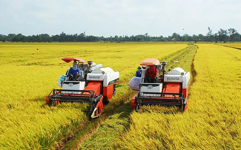Nhiều địa phương ở đồng bằng sông Cửu Long hiện gặp khó trong khâu tiêu thụ lúa hè - thu.