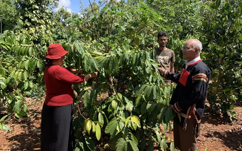 Người dân Đắk Lắk chăm sóc cây cà phê. 