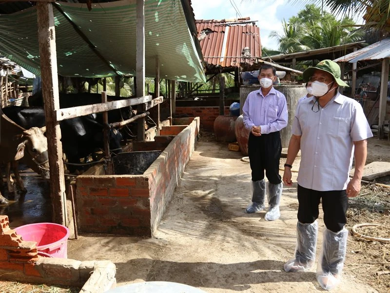 Lãnh đạo UBND tỉnh Tiền Giang và ngành nông nghiệp đến kiểm tra một đàn bò bị bệnh viêm da nổi cục ở xã Song Bình (huyện Chợ Gạo).