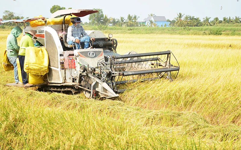 Nông dân huyện Gò Quao (Kiên Giang) thu hoạch lúa hè thu.
