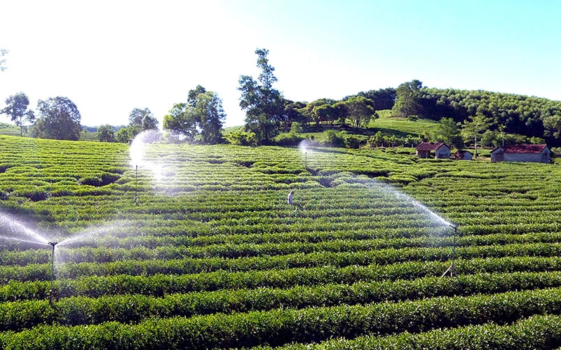 Ứng dụng công nghệ phun, tưới nước tự động trên vùng nguyên liệu chè ở huyện Anh Sơn (Nghệ An). Ảnh: QUANG DŨNG