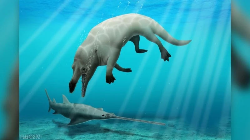 Hình ảnh minh họa về loài cá voi bốn chân sống cách đây hơn 43 triệu năm. (Ảnh: Robert W. Boessenecker)