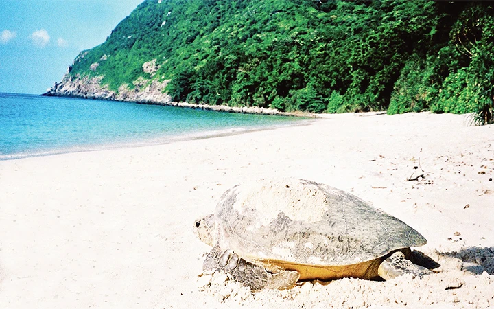 Đến Côn Đảo cùng bảo tồn rùa biển