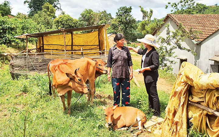 Cán bộ các cấp Hội Liên hiệp Phụ nữ xã Đăk Ui đến trò chuyện, hướng dẫn chị Y Bê cách chăn nuôi bò đúng cách.