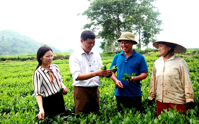 Lãnh đạo xã Bản Sen (Mường Khương - Lào Cai), trao đổi kỹ thuật trồng chè cao sản với người dân. Ảnh: LA VĂN TUẤT 