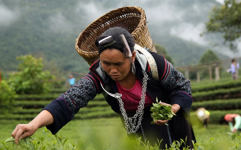 Chè là một trong những sản phẩm nông nghiệp chủ lực đem lại thu nhập, ổn định cuộc sống cho hàng nghìn hộ nông dân Lai Châu.