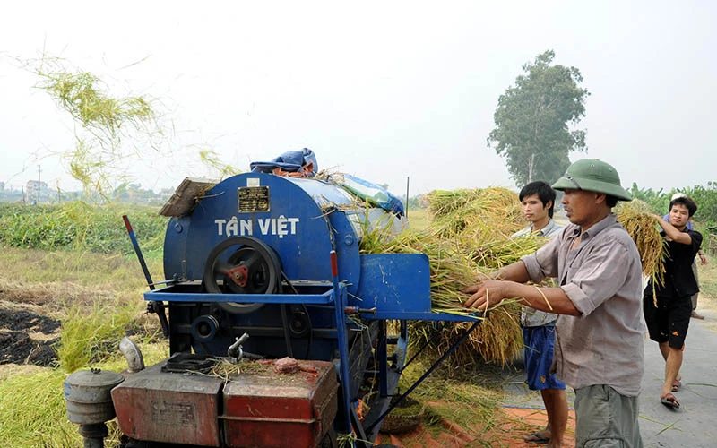 Nông dân huyện Hoài Đức, thành phố Hà Nội thu hoạch lúa. (Ảnh: NGUYỄN QUANG)
