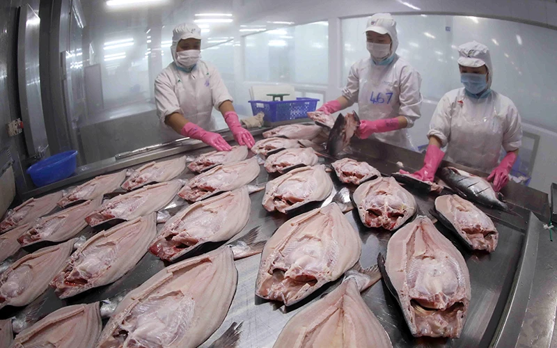 Cấp đông sản phẩm cá tra nguyên con xuất khẩu tại nhà máy chế biến thủy sản của Tập đoàn Sao Mai (An Giang). Ảnh: VŨ SINH