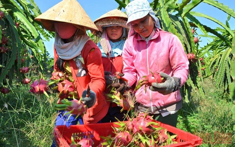 Thu hoạch thanh long tại Hợp tác xã dịch vụ thanh long hữu cơ Phú Hội, xã Hàm Hiệp, huyện Hàm Thuận Bắc (Bình Thuận). (Ảnh: Đình Châu)