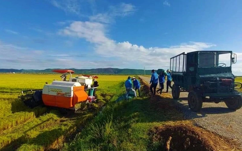 Đoàn viên, thanh niên xã Vạn Trạch, huyện Bố Trạch giúp người dân đang bị cách ly thu hoạch lúa.