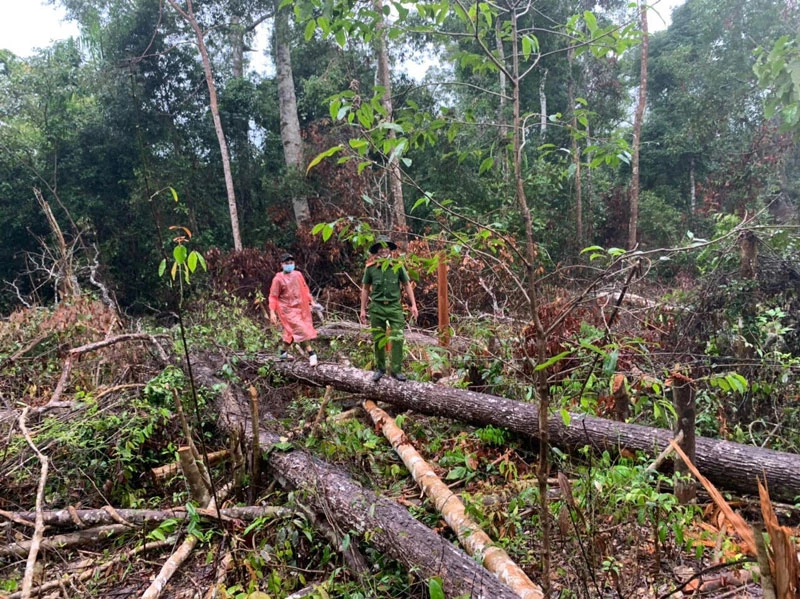 Cơ quan chức năng huyện Đắk Glong tiến hành khám nghiệm hiện trường vụ phá rừng.
