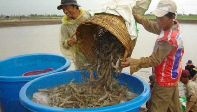 Nguồn tôm nguyên liệu trong thời gian tới sẽ rất khó khăn và đứng trước nguy cơ bị thiếu.