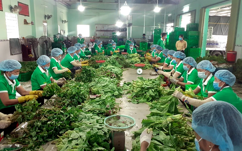 Phân loại, đóng gói sản phẩm rau tại Hợp tác xã nông nghiệp thương mại dịch vụ Phú Quới, xã Yên Luông, huyện Gò Công Tây (Tiền Giang). Ảnh: NGUYỄN SỰ