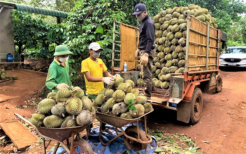 Các thương lái đến tận vườn thu mua sầu riêng cho nông dân huyện Krông Pắc, tỉnh Đắk Lắk.