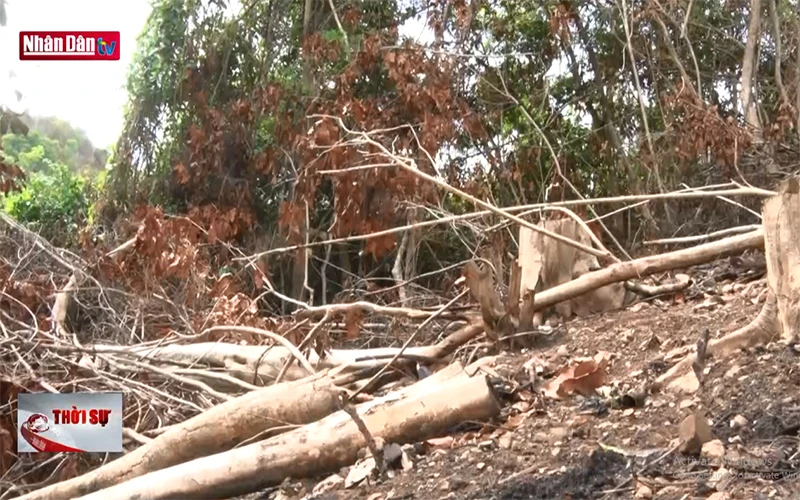 Nhiều cánh rừng ở Phú Yên bị tàn phá nghiêm trọng