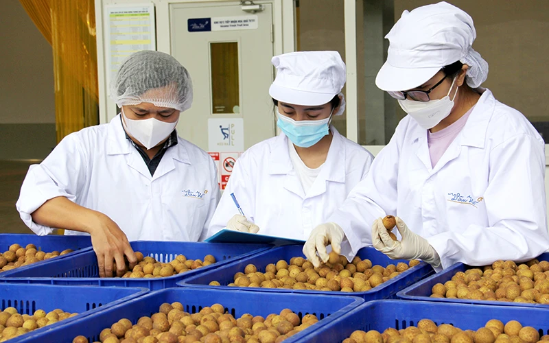 Công nhân Công ty cổ phần chế biến thực phẩm sạch Vân Hồ, thuộc Tập đoàn TH TrueMilk phân loại nhãn trước khi đưa vào chế biến. Ảnh: NGỌC TUẤN