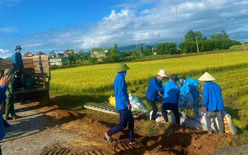 Đoàn viên, thanh niên xã vạn Trạch, huyện Bố Trạch giúp người dân vùng phong tỏa thu hoạch lúa hè thu.