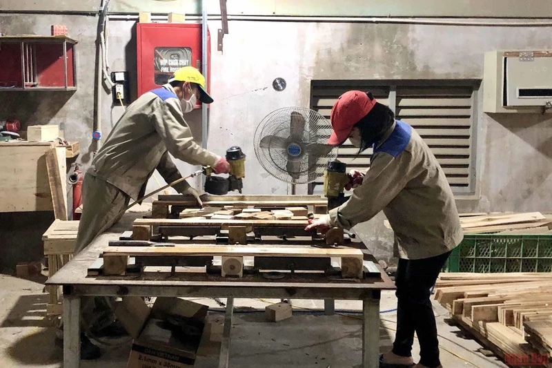 Sản xuất gỗ xuất khẩu tại Công ty cổ phần thương mại và sản xuất Thuận Phúc (huyện Đông Anh, Hà Nội). 