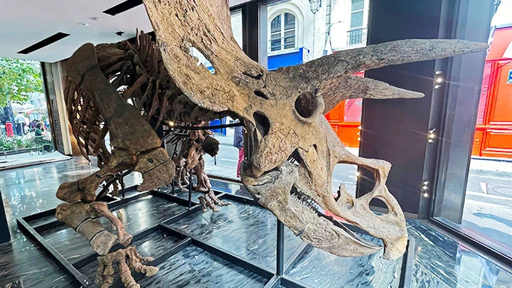 Đấu giá bộ xương khủng long khổng lồ