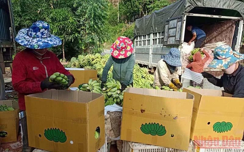 40 tấn chuối tây được thu gom tại huyện Mường La.