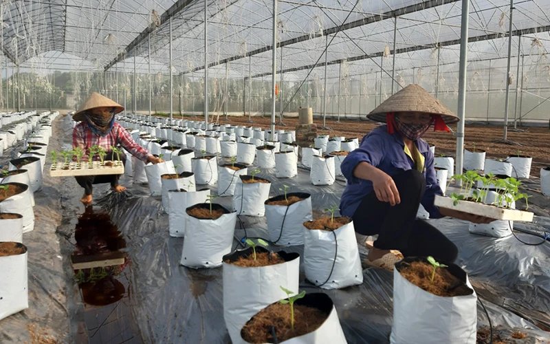 Mô hình trồng dưa lưới ứng dụng công nghệ cao của Hợp tác xã rau quả sạch Chúc Sơn, huyện Chương Mỹ, Hà Nội.