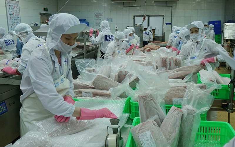 Chế biến cá ngừ xuất khẩu tại Công ty CP Thủy sản Bình Định.