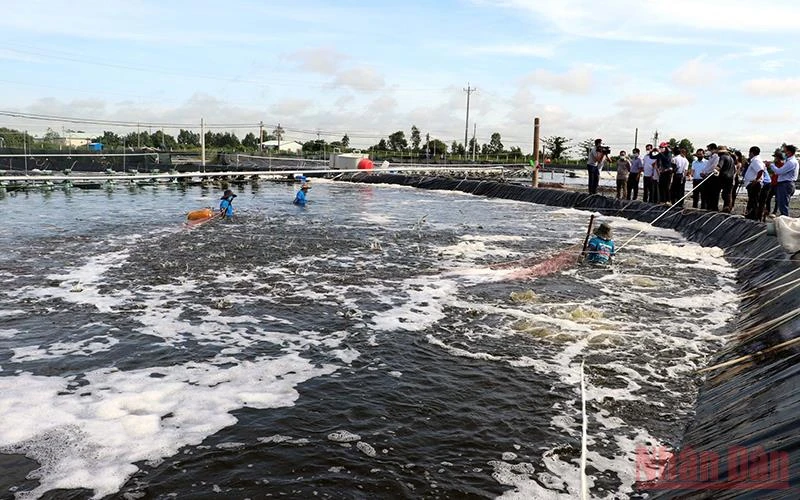 Ngành thủy sản có nguồn phụ phẩm rất phong phú, có giá trị kinh tế cao khi chế biến. Ảnh: Nguyễn Phong