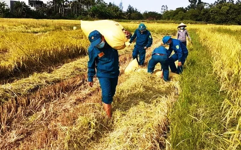 Giúp dân thu hoạch lúa tại xã Hòa Tiến, huyện Hòa Vang, Đà Nẵng.