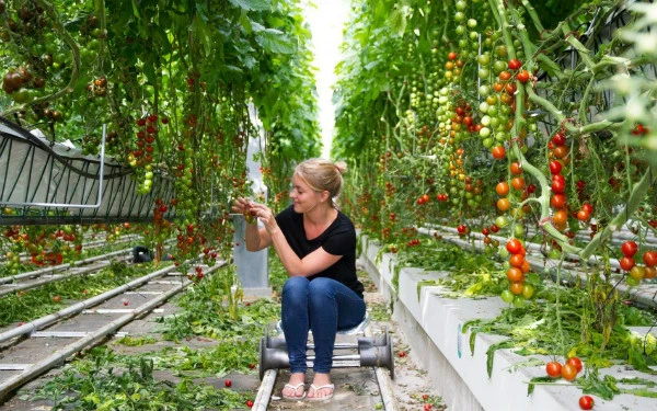 Cà chua tại Urban Farmers (Hà Lan) đến thời kỳ thu hoạch. (Ảnh: vov.vn)