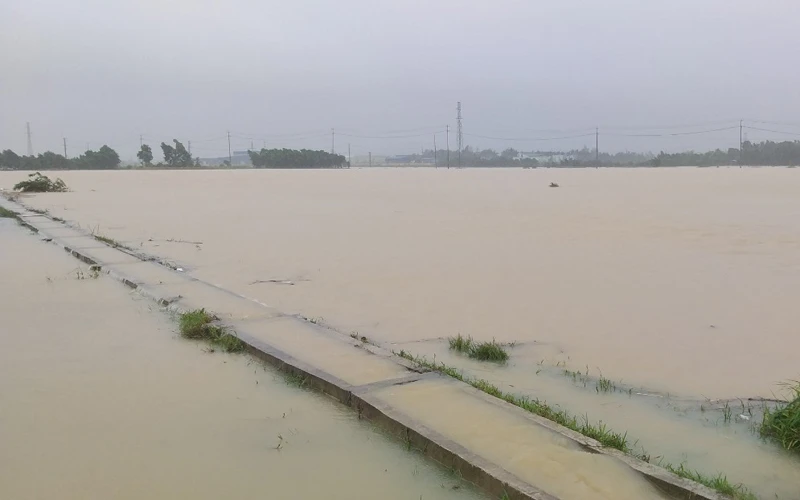 Hàng trăm ha lúa hè thu ở Quảng Ngãi ngập chìm trong nước.
