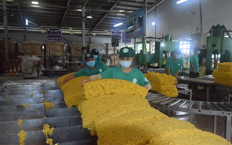 Chế biến mủ cao-su xuất khẩu tại Nhà máy chế biến mủ cao-su Bến Súc (Công ty TNHH một thành viên Cao-su Dầu Tiếng, Bình Dương).