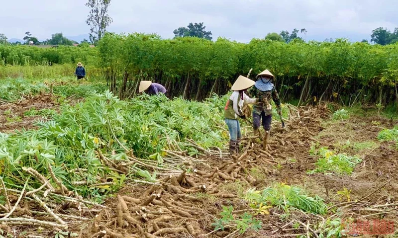 Nông dân huyện Bố Trạch (Quảng Bình) thu hoạch sắn nguyên liệu vùng bị ngập nước