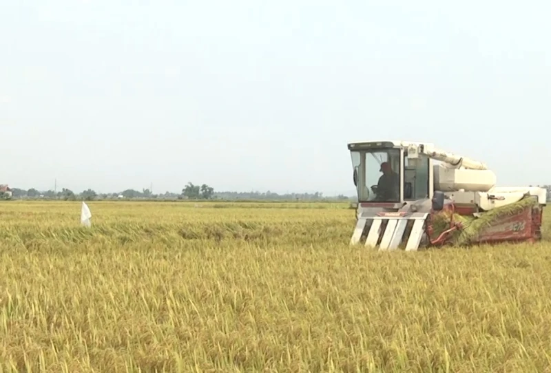Nông dân Điện Bàn dùng máy gặt đập liên hợp thu hoạch lúa hè thu.