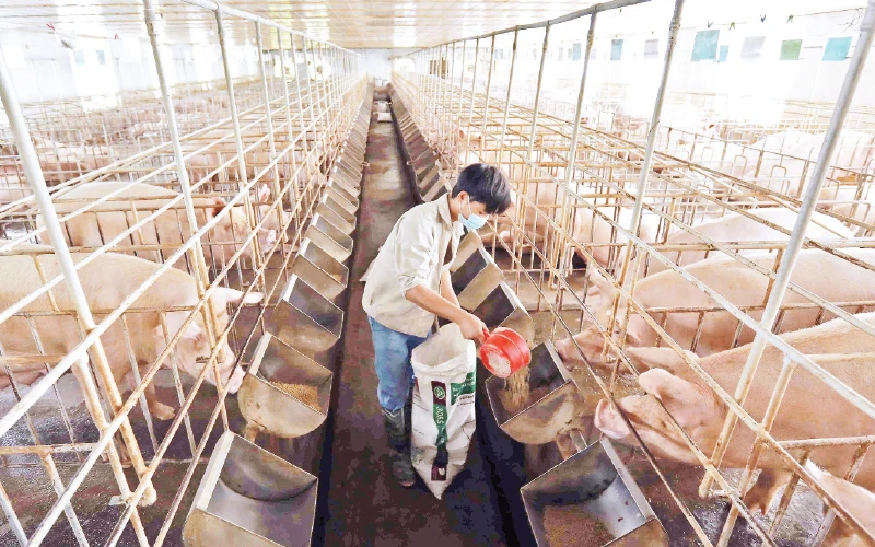 Trang trại chăn nuôi lợn của gia đình chị Lê Thị Ngân ở xã Phú Châu (huyện Ba Vì) duy trì sản xuất, bảo đảm nguồn cung thực phẩm trong thời gian giãn cách. Ảnh: vũ sinh