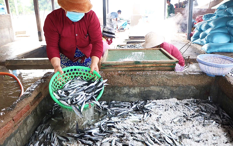 Cá tươi được vận chuyển từ Cảng cá Mỹ Tân, xã Thanh Hải, huyện Ninh Hải (Ninh Thuận) về, các lò hấp cá đưa ngay vào bể ướp có muối để rửa sạch trước khi đưa vào lò hấp.