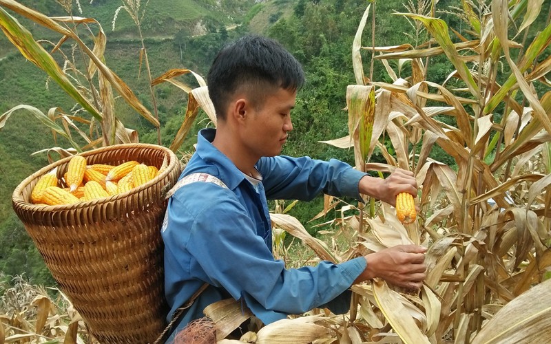 Doanh nghiệp liên kết với nông dân trồng ngô nuôi bò  Báo Lâm Đồng điện tử