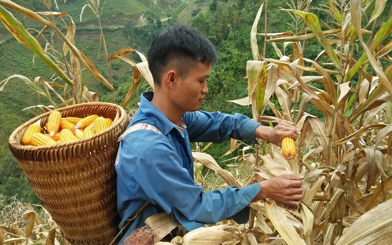 Nông dân xã Co Mạ, huyện Thuận Châu tỉnh Sơn La thu hoạch ngô.