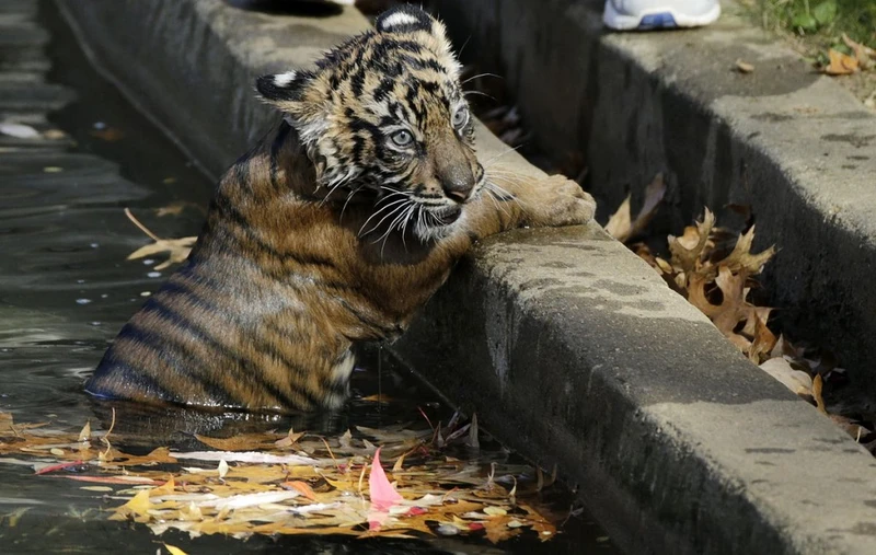 Hổ con Sumatra đực Bandar tại Vườn thú quốc gia Smithsonian ở Washington, Mỹ. Ảnh: Reuters.