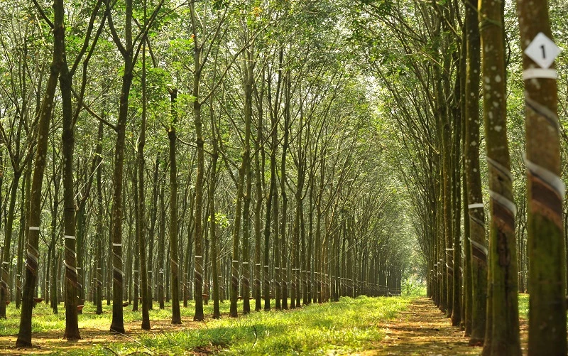 Rừng cây cao su đạt Chứng chỉ quản lý rừng bền vững của Công ty Cổ phần cao su Đồng Phú.