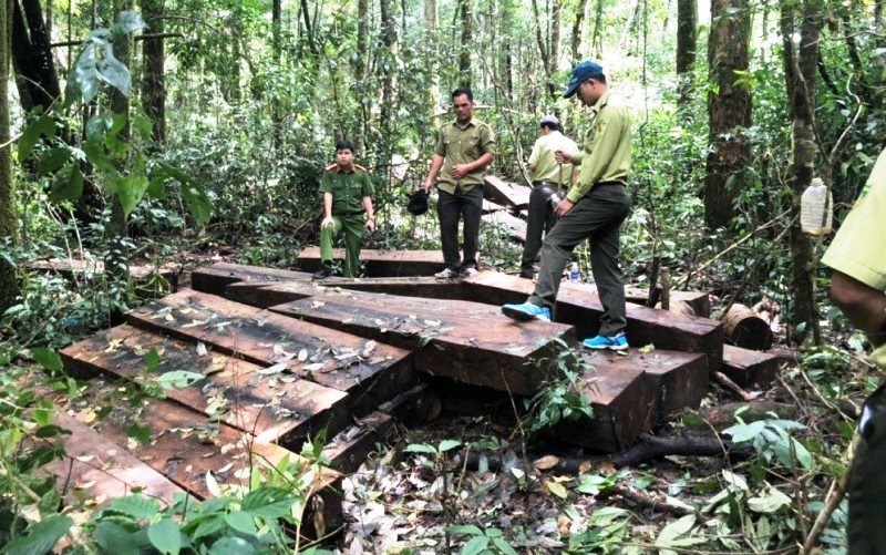 Lực lượng chức năng kiểm tra hiện trường vụ vi phạm về khai thác bảo vệ rừng và lâm sản tại Tiểu khu 224, xã Phú Sơn, huyện Lâm Hà.