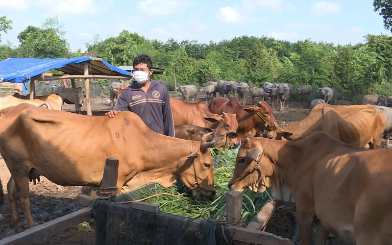 Đàn trâu bò của một hộ dân ở huyện Lộc Ninh, Bình Phước.