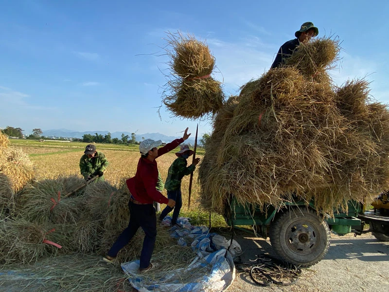 Nông dân xã Thanh Hưng (huyện Điện Biên) thu hoạch lúa trên những thửa ruộng đã hoàn thành dồn điền đổi thửa.