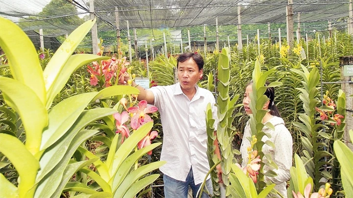 Vườn trồng lan cấy mô tại Khu nông nghiệp công nghệ cao Củ Chi, TP Hồ Chí Minh.