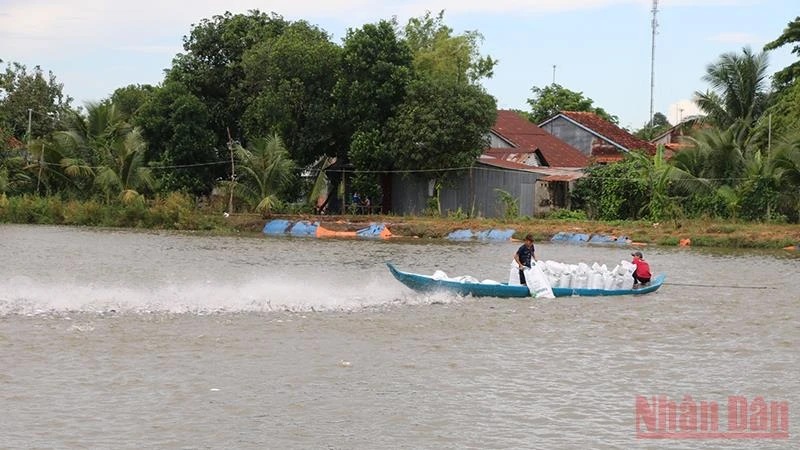 Vùng nuôi cá tra tại huyện Hồng Ngự, tỉnh Đồng Tháp.
