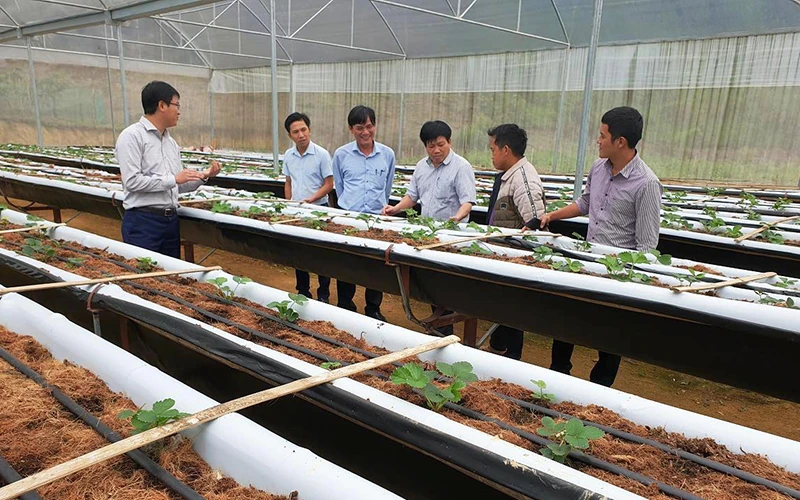 Mô hình trồng dâu tây trong nhà lưới ở xã Mường Lống cho thu nhập 200 - 250 triệu đồng/ha.