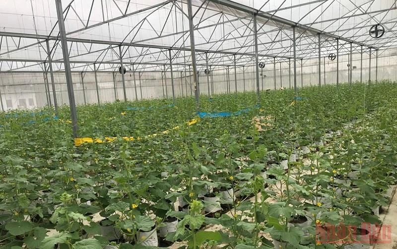 Mô hình trồng dưa lưới công nghệ cao của HTX Âu Việt farm tại tỉnh Hải Dương. (Ảnh: Sơn Hà)