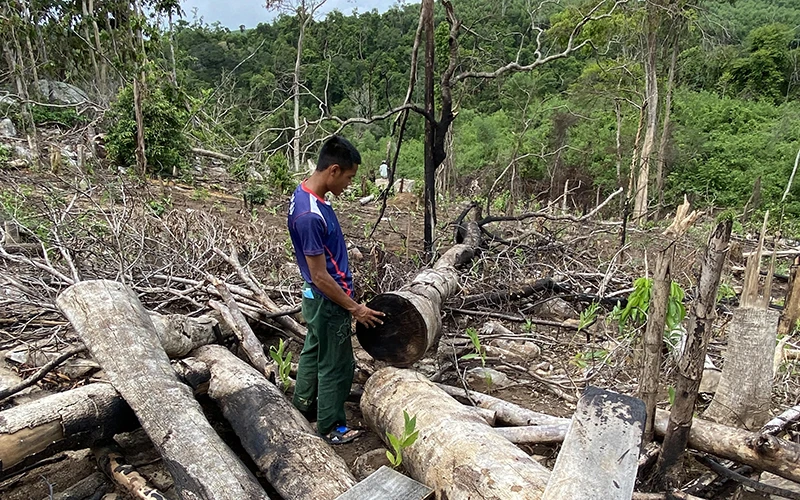 Khu vực rừng phòng hộ đầu nguồn sông Trà Bương tại thôn Tân Thành, xã Sơn Hội, huyện Sơn Hòa, Phú Yên bị các đối tượng chặt phá trái phép để trồng cây keo. 