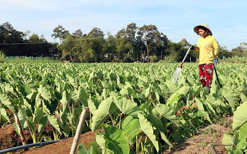 Ðồng bào Khmer tại huyện Trà Cú (tỉnh Trà Vinh) chuyển đổi đất trồng lúa sang trồng khoai môn sáp, mang lại hiệu quả kinh tế cao. Ảnh TTXVN